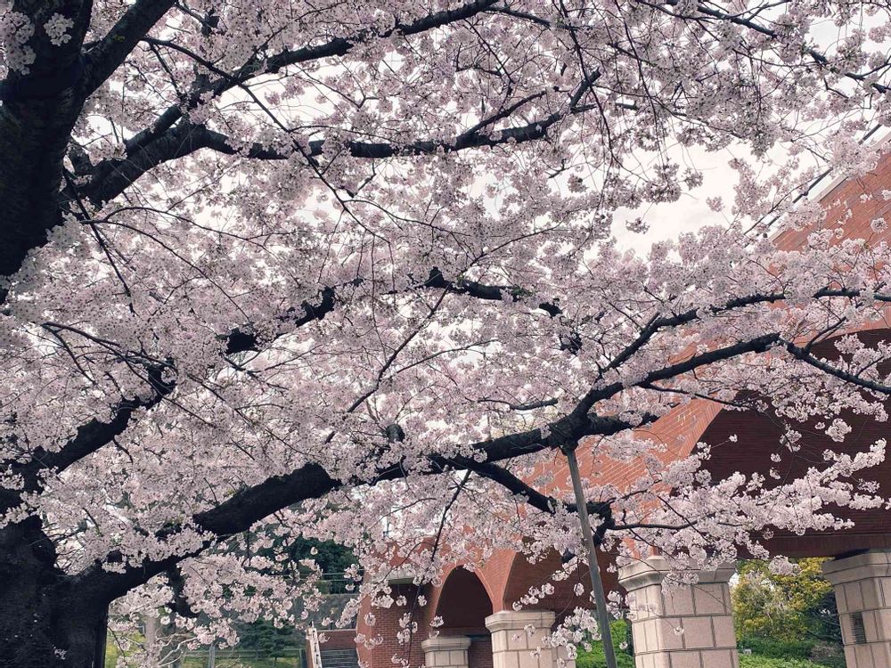 ピノ太郎さんの港の見える丘公園への投稿