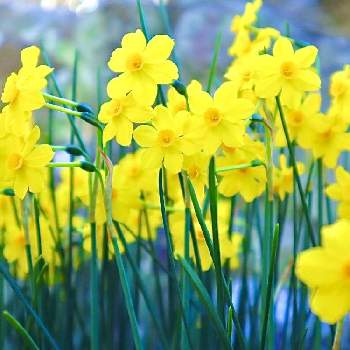 黄色い水仙の画像 by こもひささん | 広い庭とスイセンと糸葉スイセンと香り水仙と黄色い水仙と春のお花とcanonと庭の花と癒しと糸葉水仙の花と庭の植物と黄色い花と幸せの黄色いお花とスイセン。と 水仙とスイセン  黄色といい香りと花のある暮らしとお花は癒しと『秋植え球根2022』フォトコンテストと花フォトと満開