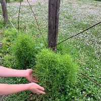 コキアの育て方 種まきの時期は 苗の植え方は 庭に地植えできる Greensnap グリーンスナップ