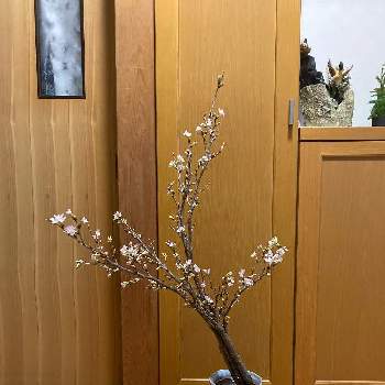 東海桜の投稿画像一覧 Greensnap グリーンスナップ