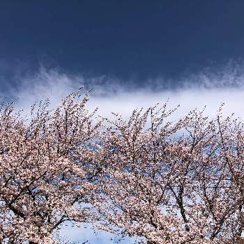 お散歩風景の画像 by 花花花さん | お出かけ先と花のある暮らしとお散歩風景と春の空と雲仲間