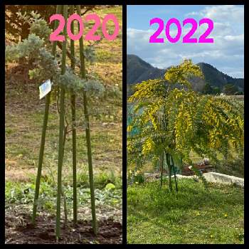 アカシアミモザの画像 by ZENさん | 広い庭とミモザと ミモザとアカシアミモザと黄色と黄色の花とギンヨウアカシア✩とミモザの木