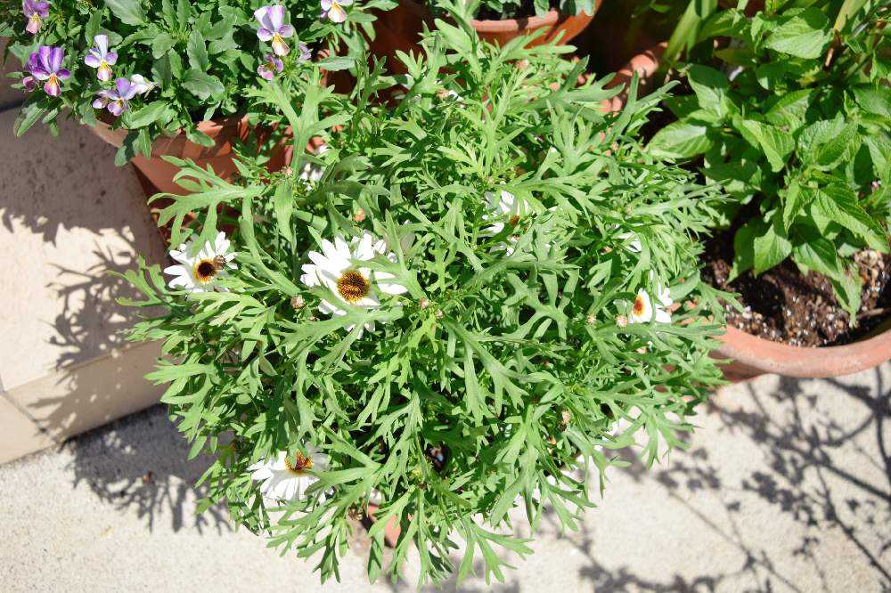 マックスマムMAX成長記録🌱｜🍀GreenSnap（グリーンスナップ）