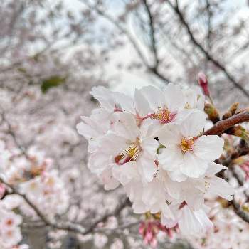 今年も咲きましたの画像 by kibunwaryokoさん | 好きな花とシベが可愛いとお出かけとピンクの花とつぼみと散歩と今年も咲きましたとご近所と花いろいろとみつけたと花のある暮らしとお散歩と桜フォトコン2022