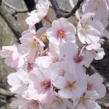 もりもり希望の画像 by Rilyさん | お出かけ先とさくら サクラ 桜と自然と満開とピンク❤︎ピンクと桜フォトコン2022と散歩と2022とはると花のある暮らしとさくらともりもり希望とお花で癒やされてますと出かけ先