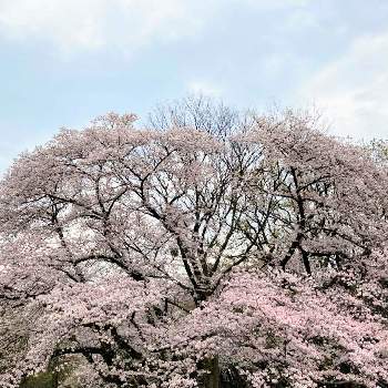 ヤドリギ♪の画像 by かなちゃんさん | お出かけ先とソメイヨシノとヤドリギ♪と桜フォトコン2022と春の訪れと多肉植物のある暮らしとはるとさくら