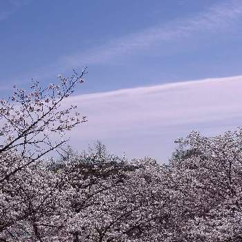 青空とコラボの画像 by まっさんno.1さん | お出かけ先と白い雲と綺麗〜❤️とピンクの花と満開とGS映えとドライブ♡と桜サクラと青空とコラボとウォーキングと馬見丘陵公園と春 はる