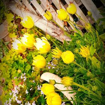 花とつぼみのコラボの画像 by samoanママさん | 小さな庭とキララとペラルゴニウムイオカスタムと金曜日の蕾たちと最愛の友へ届けとNo  more warと可愛らしいお花♡と花とつぼみのコラボときいろの花と平和を願う☆と平和を願うと꒰ღ˘◡˘ற꒱かわゅ~とGS皆様ありがとうとうっとり