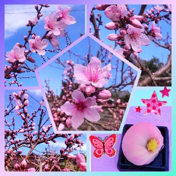 和菓子  スィーツの画像 by eryさん | 桃の花と和菓子  スィーツとご近所さんのお庭の花とイングリッシュコッカー・エリーの散歩道と木に咲く花とピンクのお花とピンクワールドへ ようこそ