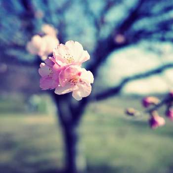 カンザクラの画像 by apricot53さん | お出かけ先とカンザクラと庭木の花と桜フォトコン2022とさくら 桜 サクラと庭木とおでかけ先と花のある暮らしとお散歩