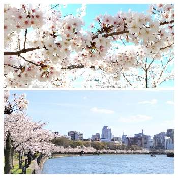 かわいいい色の画像 by amiさん | お出かけ先と花のある暮らしと大川沿いとかわいいい色と桜フォトコン2022