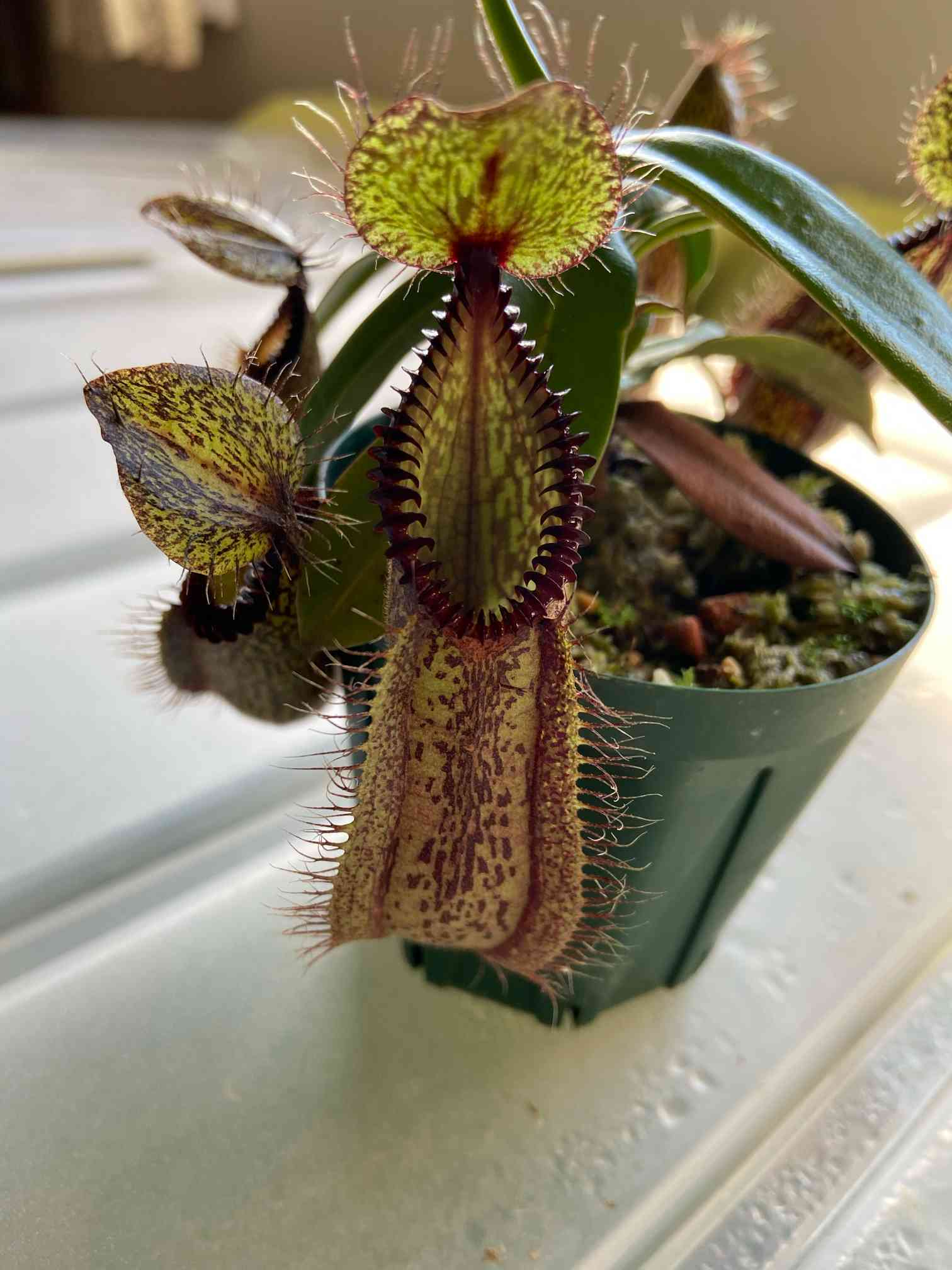 Nepenthes hamata 1年間の栽培レポート｜🍀GreenSnap（グリーンスナップ）