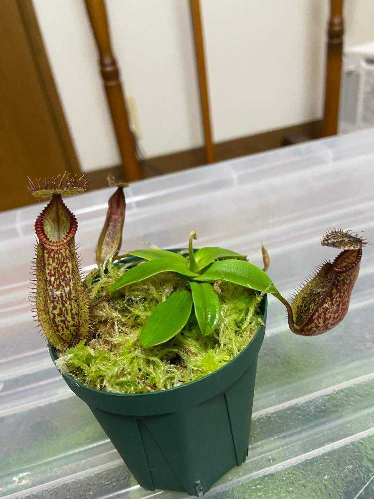 Nepenthes hamata 1年間の栽培レポート｜🍀GreenSnap（グリーンスナップ）