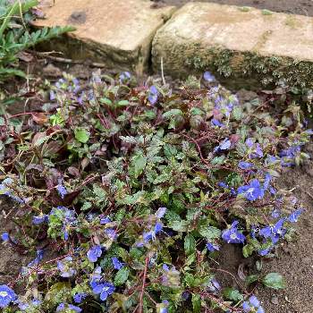 ベロニカ オックスフォードブルーの投稿画像一覧 Greensnap グリーンスナップ