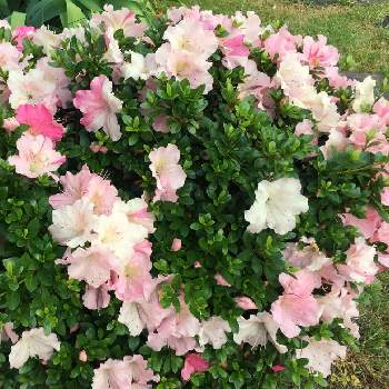 どんどん咲いてねの画像 by ニワニハ(^^)♡さん | ピンク♡とどんどん咲いてねと庭には＊♡と優しい色と自然の美✴︎