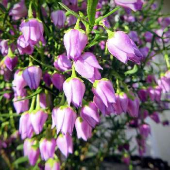 珍しい青い花見つけたの投稿画像一覧 Greensnap グリーンスナップ