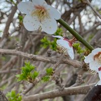 白梅,ウコギ,花のある暮らし,花いろいろ,自宅近くの画像