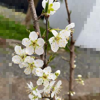 プラムの花の投稿画像一覧 Greensnap グリーンスナップ