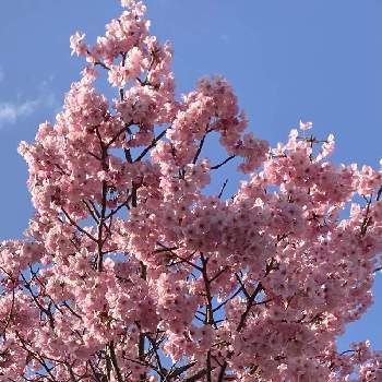 バラ科サクラ属の画像 by manabeさん | お出かけ先とさくら サクラ 桜と日本の花とバラ科サクラ属とピンクのサクラ