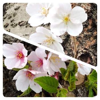 桜の葉の画像 by すみっ子さん | お出かけ先と桜ソメイヨシノと桜の葉