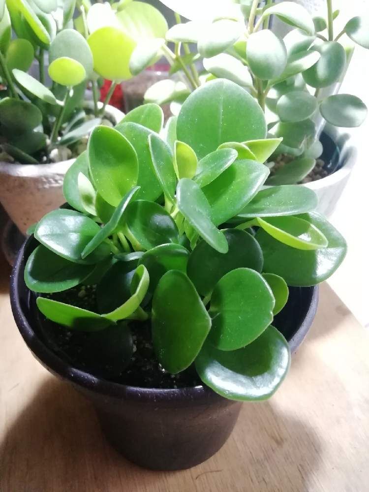 ペペロミア オブツシフォリアの投稿画像 By Ninoさん ペペロミアと観葉植物とペペロミア属とみどりのある暮らしと部屋と観葉植物とペペロミア属とみどりのある暮らし 22月4月2日 Greensnap グリーンスナップ Greensnap グリーンスナップ