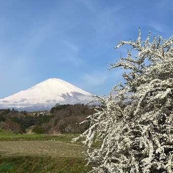美しい景色の画像 by ひみつのアッコちゃんさん | お出かけ先と雪柳の花と富士山の見える景色と可愛い花と花のある生活と美しい花と富士山と麓の花と元気な花と世界文化遺産と大好きな花と美しい景色と花を見る喜びと美しい富士山と地植えの花と里山の景色と春を告げる花と雪化粧の富士山