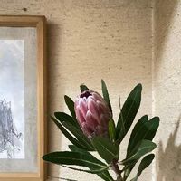 プロテアの育て方 植え付けや水やりの方法は 種からも育つの Greensnap グリーンスナップ プロテアの育て方 植え付けや水やりの方法は 種からも育つの Greensnap グリーンスナップ