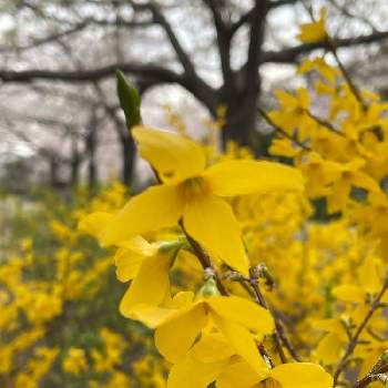 今年も咲きましたの画像 by kibunwaryokoさん | つぼみと黄色い花と散歩と今年も咲きましたとご近所と花いろいろとみつけたと花のある暮らしとお散歩