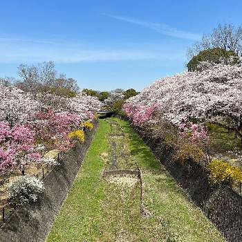国営昭和記念公園の画像 by ユッキーさん | 国営昭和記念公園と桜♡と陽光桜❁︎