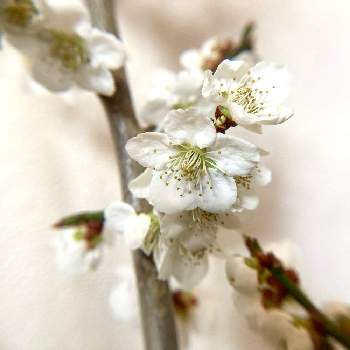 梅の花の画像 by lavenderさん | 部屋と梅の花と雪国と耐寒