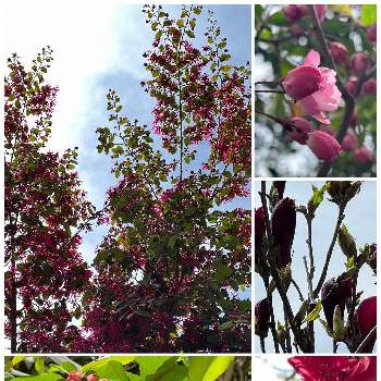 枝垂れ桃の画像 by マリモさん | 紫木蓮と花海棠と常盤万作と枝垂れ桃と木瓜