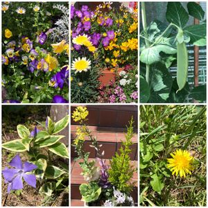 アブラナ科 〜,マメ科 〜,スミレ科 〜,♡可愛いお花♡,NO WARの画像