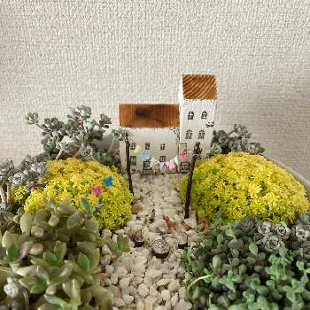 ヒメシュウレイ✨の画像 by harunohoshiさん | 部屋とヒメシュウレイとセダムと多肉植物と箱庭作りとセダム！と小さな箱庭と多肉箱庭とお花見とヒメシュウレイ✨と花のある暮らし