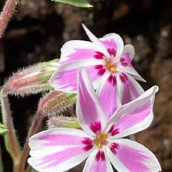 白とピンクの花の投稿画像一覧 Greensnap グリーンスナップ