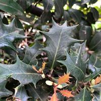 ヒイラギ 柊 の育て方 剪定時期や挿し木の方法は Greensnap グリーンスナップ