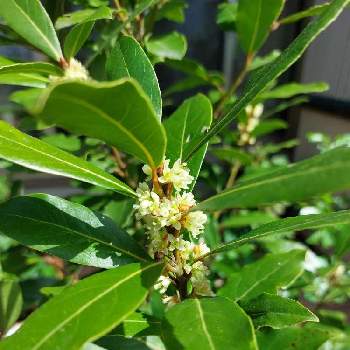 ローリエの花の投稿画像一覧 Greensnap グリーンスナップ