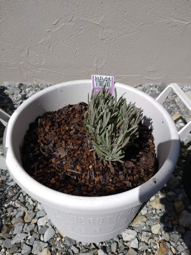 ラベンダーグロッソの投稿画像 By さよさん ラベンダーと小さな庭と鉢植えと購入記録と東北とおぎはら植物園と鉢植えと購入記録と東北とおぎはら植物園 22月4月2日 Greensnap グリーンスナップ Greensnap グリーンスナップ