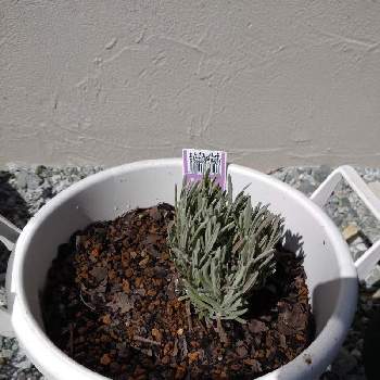 ラベンダーグロッソの投稿画像一覧 Greensnap グリーンスナップ