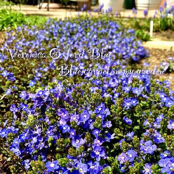 ベロニカオックスフォードブルー。の画像 by hanahiroさん | 小さな庭と可憐な花と植物のある暮らしとブルーと花と緑のある暮らしと植物への愛情と癒しと春が来たとGSのみなさんに感謝♡とめちゃくちゃかわいいとお家で園芸とベロニカオックスフォードブルー。と可愛いと手づくりの庭とガーデニングと花のある暮らしとブルーの花と小さな花と花が好きと植物に癒されてと咲いた！