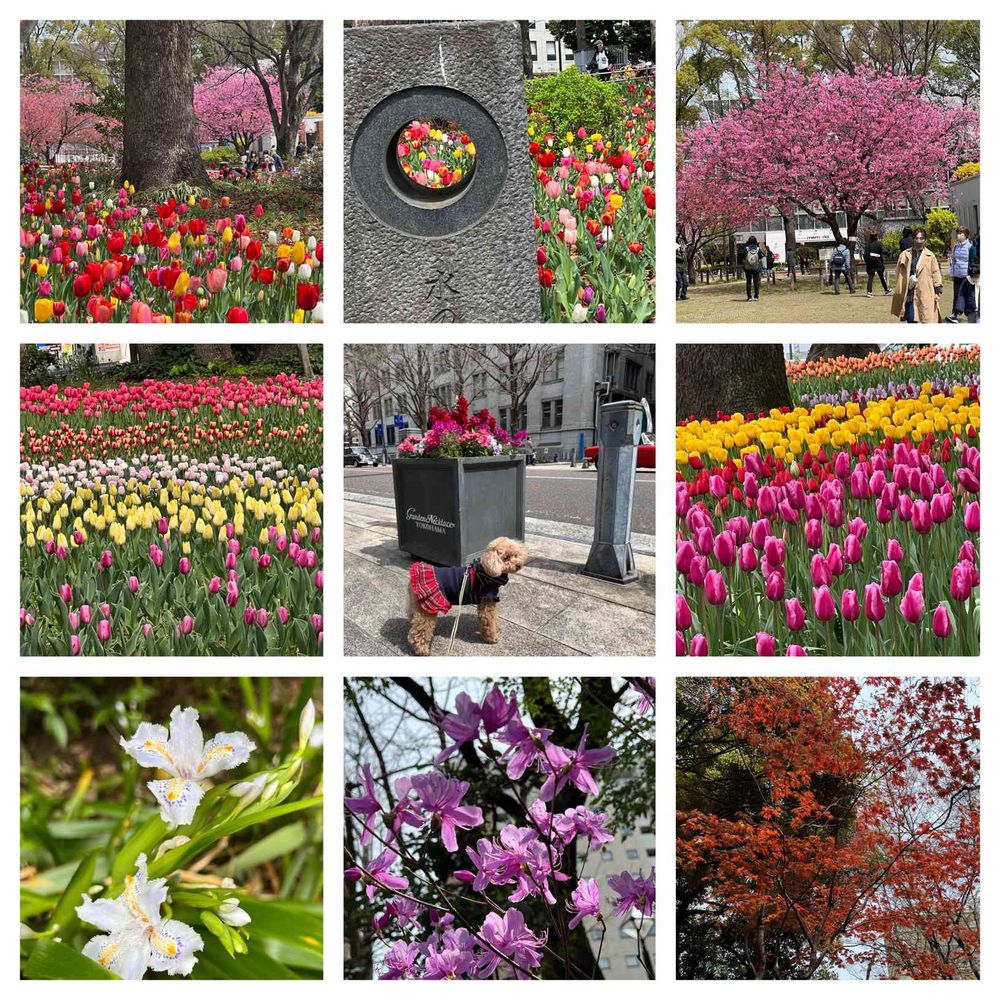 yaccoさんの横浜公園への投稿