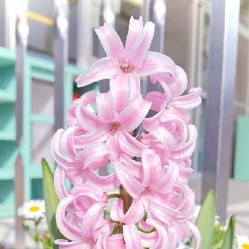 ヒヤシンス ピンクパールの投稿画像一覧 Greensnap グリーンスナップ