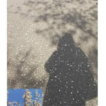 スマイル♡の画像 by 和の花♪さん | ソメイヨシノとスマイル♡と通勤途中と桜フォトコン2022と散歩と桜(さくら)リレーとご近所