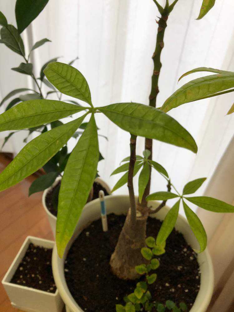 パキラ ガジュマル植え替え Greensnap グリーンスナップ