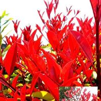 レッドロビンの育て方 苗の植え方や肥料の与え方は 鉢植えでも育つ Greensnap グリーンスナップ