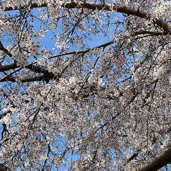 枝垂れ桜♡の画像 by たかちゃんさん | お出かけ先と枝垂れ桜♡