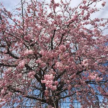 色目惚れの画像 by Mayさん | お出かけ先と開花中と満開と桜フォトコン2022と枝垂れ桜☆と今日のありがとうと色目惚れとさくら