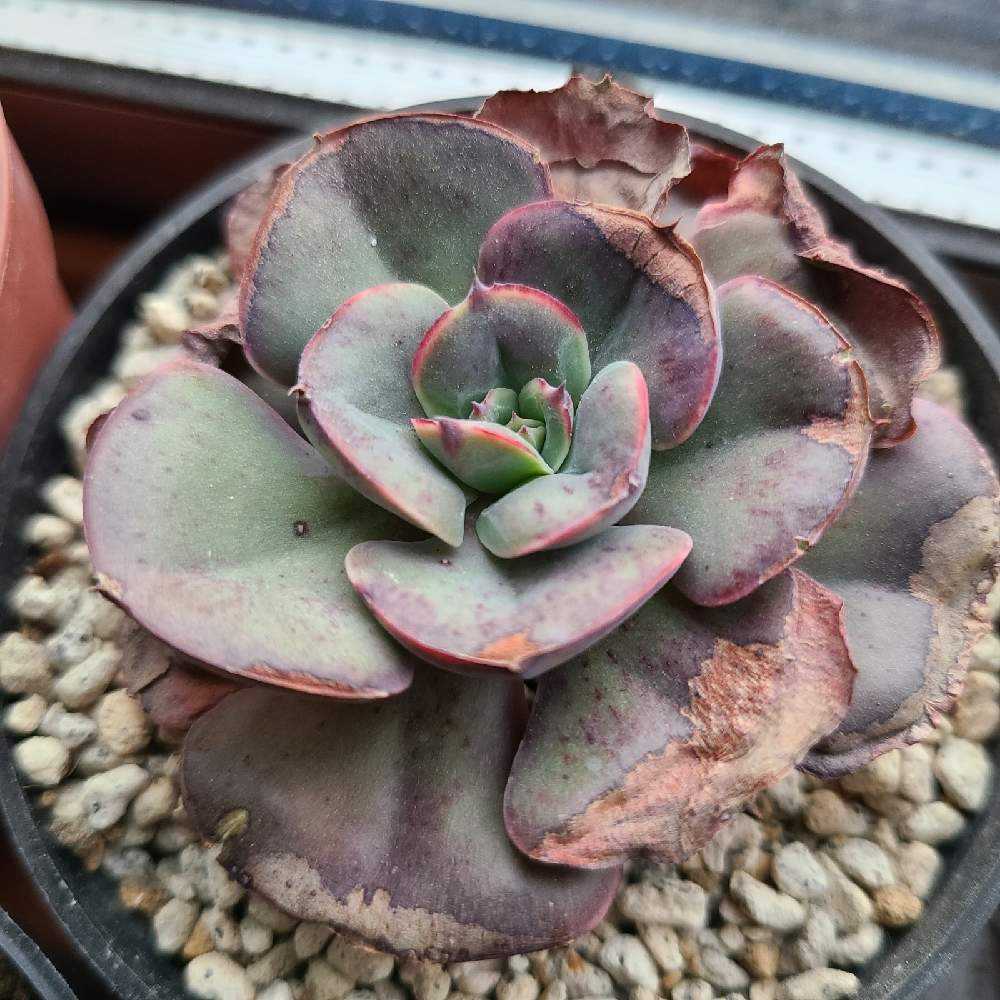 ペルシアの成長記録💜🌹｜🍀GreenSnap（グリーンスナップ）