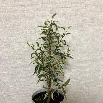 ベンジャミン・スターライトの画像 by yikkさん | 部屋とベンジャミン・スターライトと観葉植物