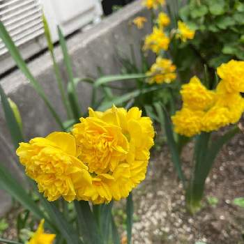 黄色い水仙の画像 by みんみんさん | 小さな庭と黄色い水仙とスイセン ゴールデンレインと花壇と 水仙と八重咲き