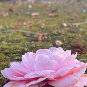 椿の花。の画像 by magentaさん | お出かけ先と乙女椿の花と椿の花。とつばきの花